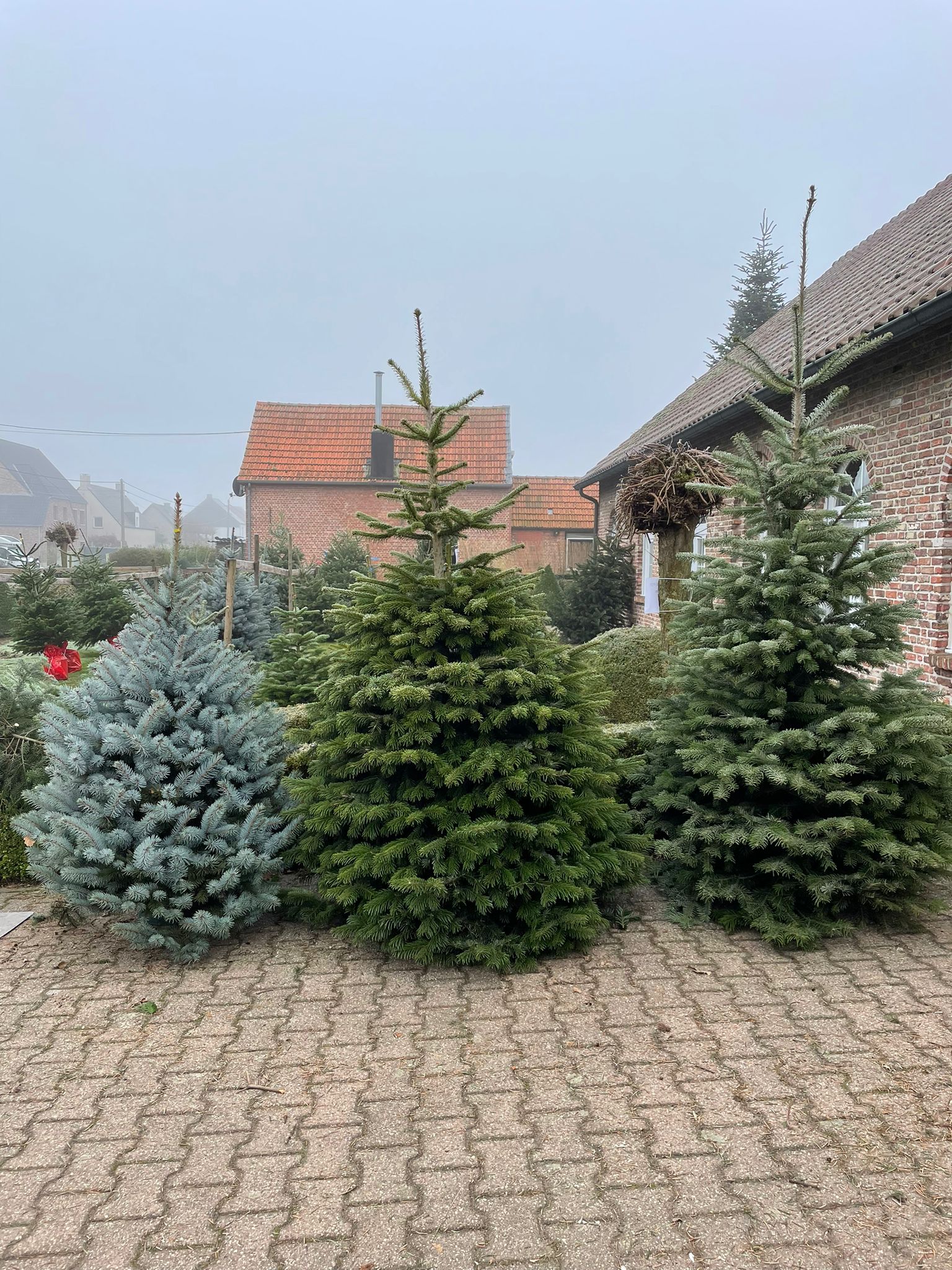 Kerstboom